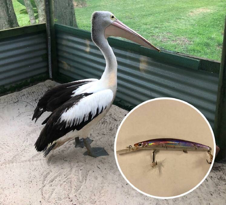 This pelican named Jervis had to be helped and rehabilitated after Australian Seabird and Turtle Rescue members found it was a fishing lure embedded in a wing. Picture supplied.