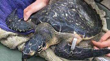 Australian Seabird and Turtle Rescue volunt6eers recently released a hawksbill turtle that had been rehabilitated after it was found with a severe neck injury. Picture supplied.