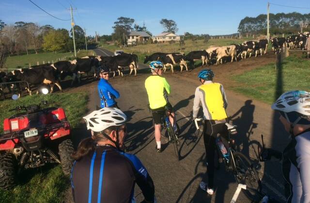 Herd mentality: URC members take an enforced break on Woodstock Road, just outside Milton, to allow these dairy cows back into their paddock after milking.