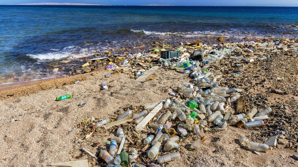 Seal’s plight highlights the perils of plastics