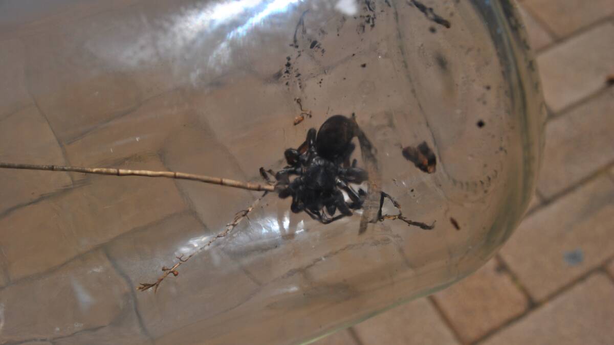CREEPY CRAWLY: The Times received a visit from a funnel-web spider, found in a Burrill Lake garden, on October 17. 