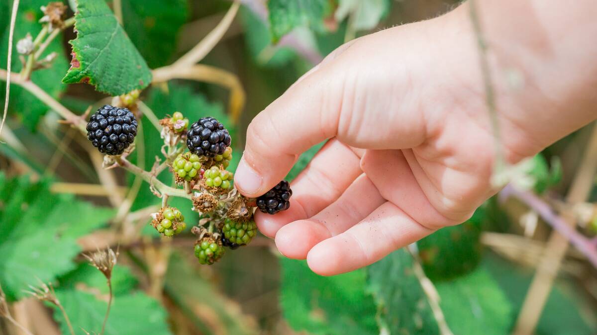 Wild blackberries. File image.
