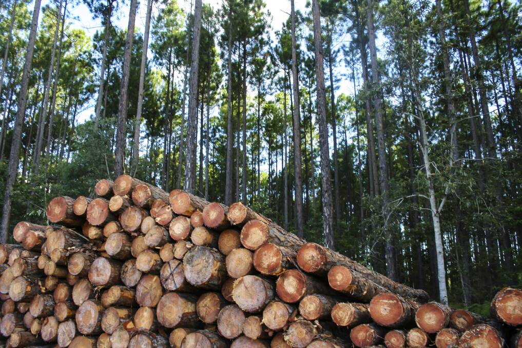 NSW Forestry Industry Roadmap released