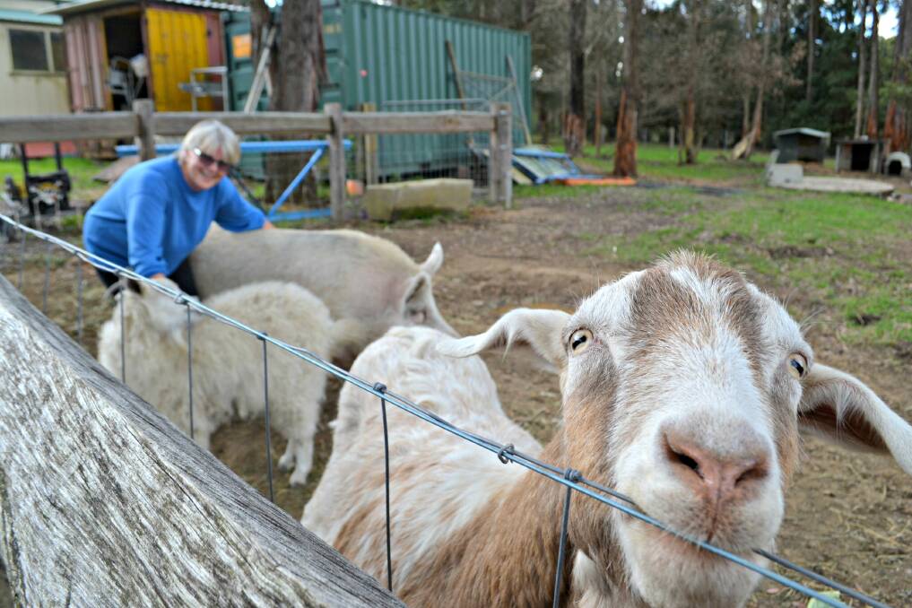 FLOCK: Inquisitive goat Nigel makes himself known while Lynne Thurston from South Coast Animal Rescue Inc. feeds his paddock pals Penny the goat and Jenna the pig. 