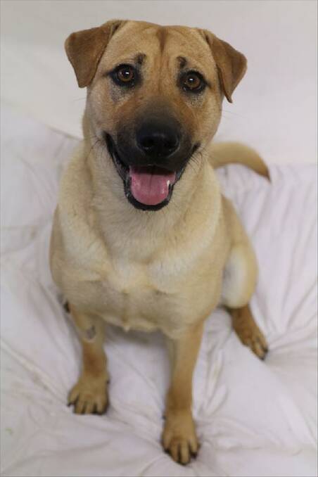 LOVEABLE: Cooper is a two-year-old male Labrador cross shar pei and is available from the Shoalhaven RSPCA Shelter.