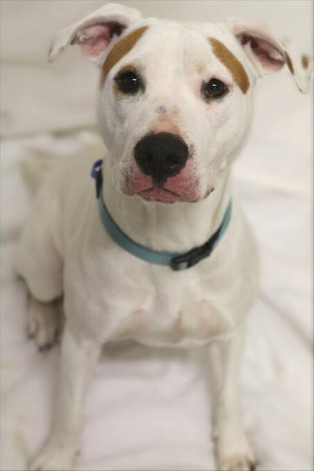 DIAMOND IN THE RUFF: Ruby can be a bit nervous when left alone for long periods, so a playmate would be great for her.