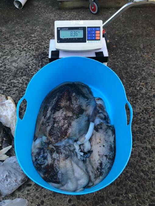 Allegedly illegal cuttlefish seized from retail shop. Photo: DPI.