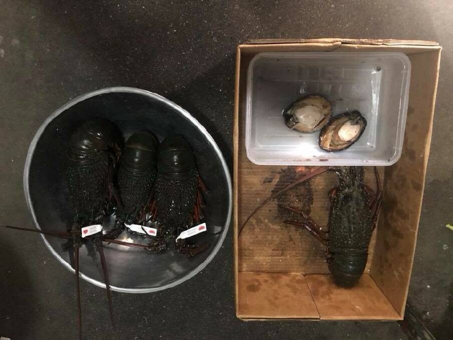 Allegedly illegal abalone and lobsters found in retail shop. Photo: DPI.