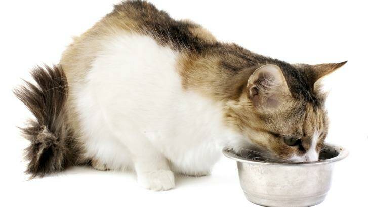 Do we know what we are feeding our cats? Photo: Supplied