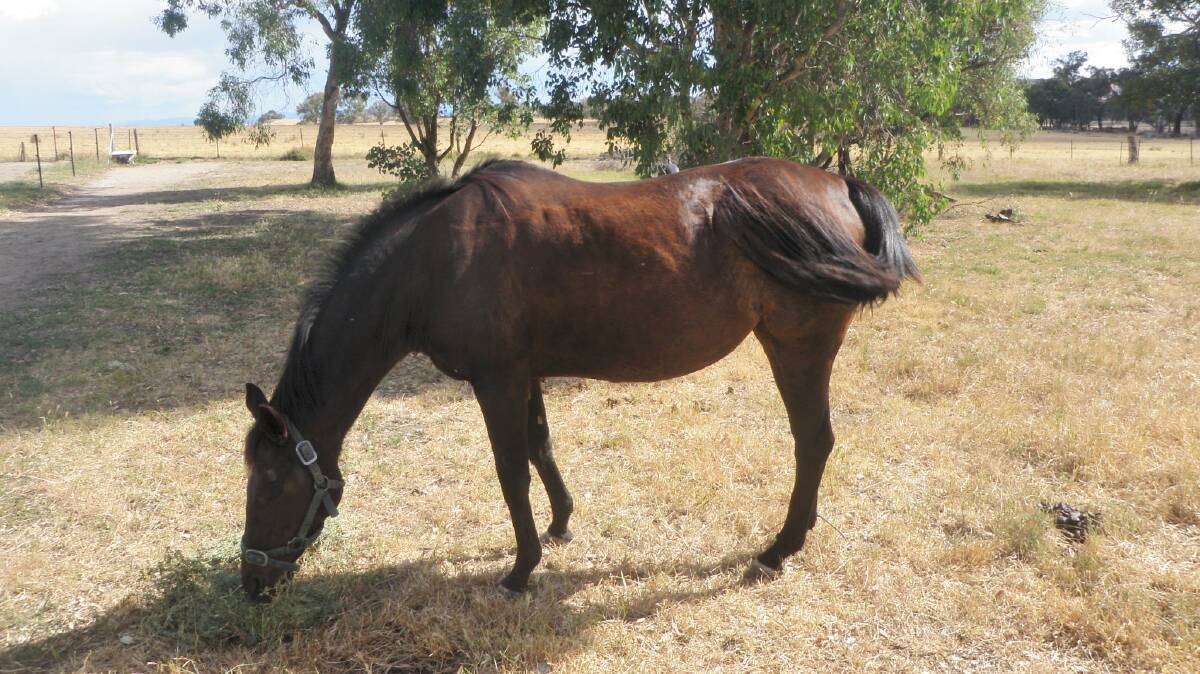 The horses in better condition after being seized by the RSPCA and given medical treatment. Photo supplied.