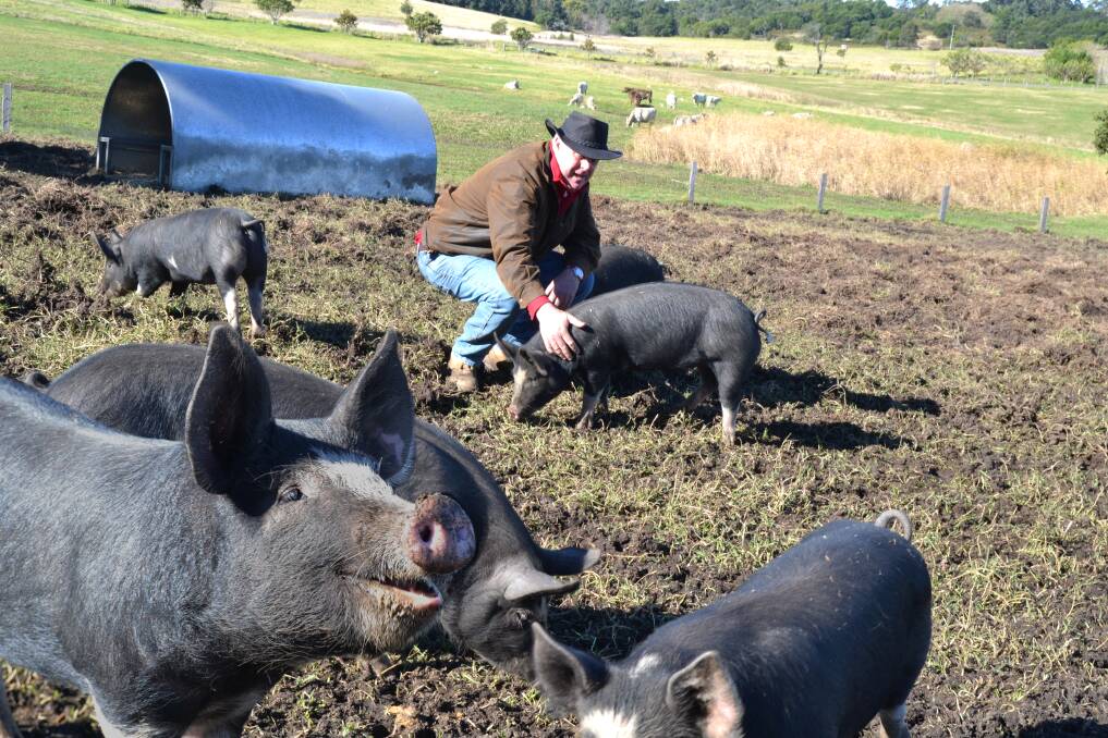 PADDOCK TO PLATE: Milton farmer Phil Riley with his Berkshire pigs that will soon be available at the new Gaia Farmer’s Market.