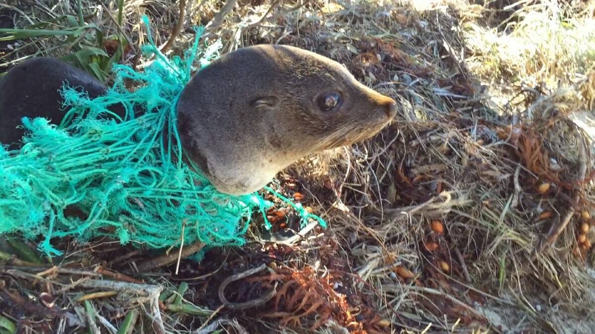 STUCK: A baby seal endured a week stuck in fishing line until Lake Conjola man Neal Cameron rescued it. Photo supplied. 