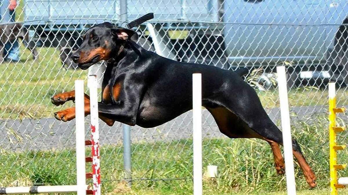 ON THE MOVE: Sarah Taylor's dobermann Razor makes it look easy over the jumps.