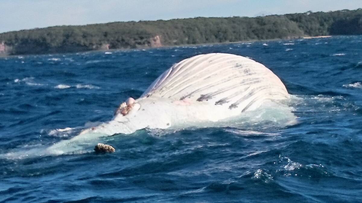 GRISLY FIND: The upturned dead whale located in the ocean off Ulladulla on Tuesday afternoon after earlier reports of an upturned vessel. Photos: Lisa Hardwick.