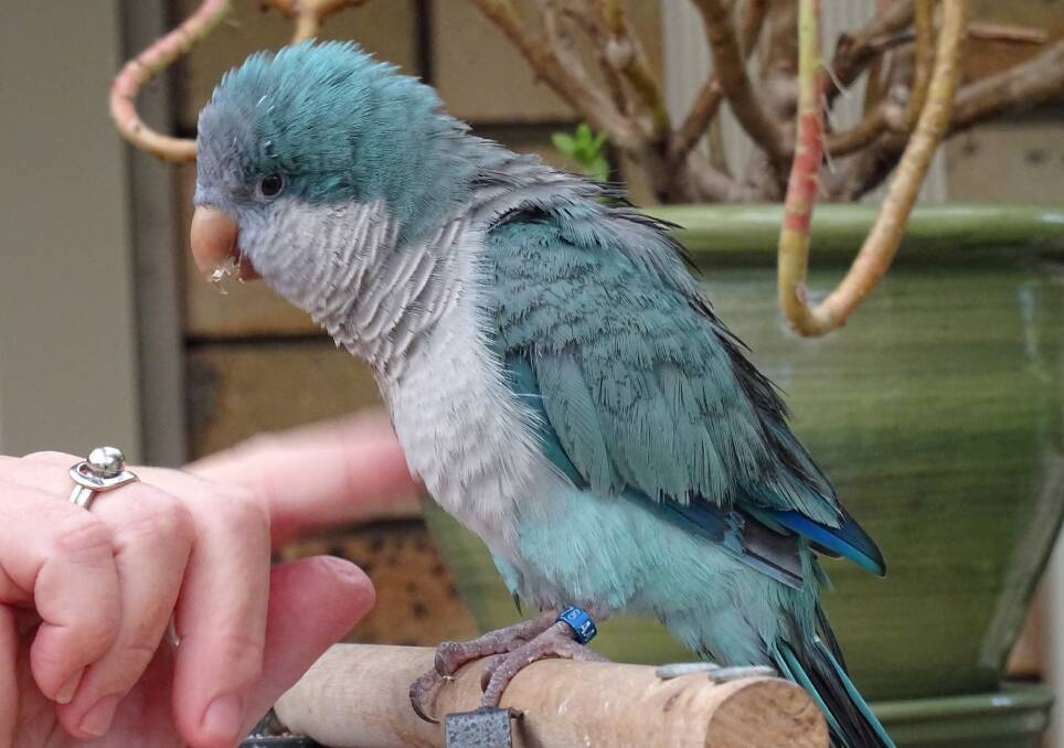 The blue Quaker parrot named Skye was a popular addition to The Plaza in Ulladulla, sitting in a cage outside the Ulladulla Oyster Bar.