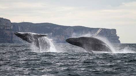 Whales seen off Ulladulla