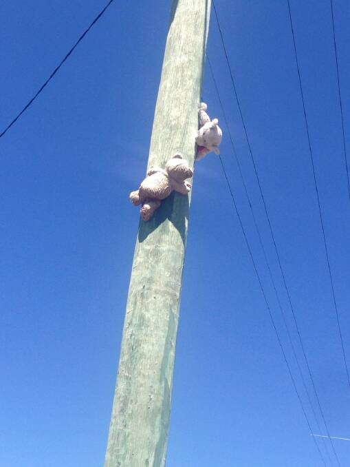 Drop bears sighted in Shoalhaven
