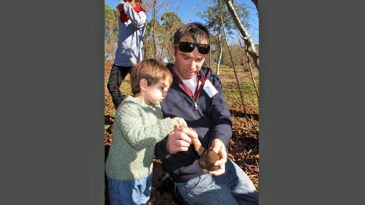 PRECIOUS FIND: Matt Upson and son Kodi of Ulladulla brush off a truffle after digging it up. 