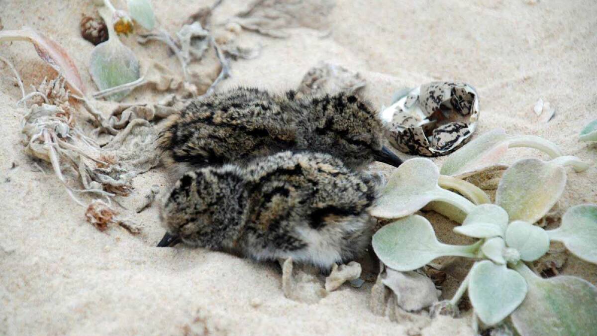 SHELLING OUT: Pied oystercatcher chicks hatch in the sand at Lake Conjola.