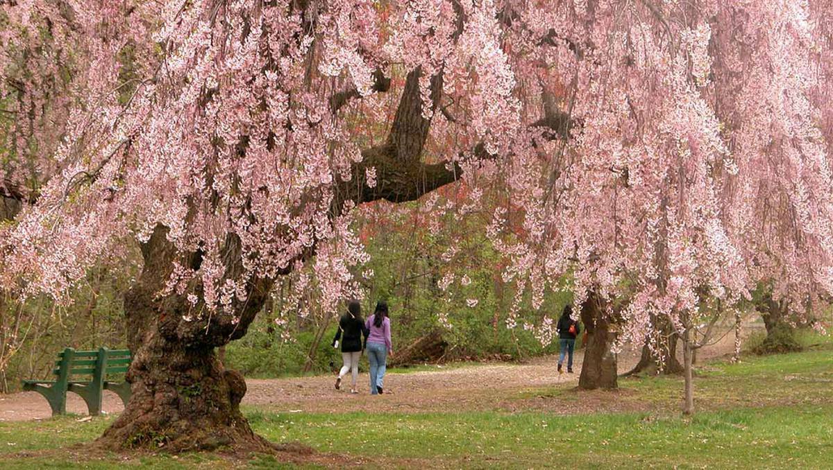 DISAPPOINTED: Plans for a cherry blossom filled park in Milton have been snubbed by council.