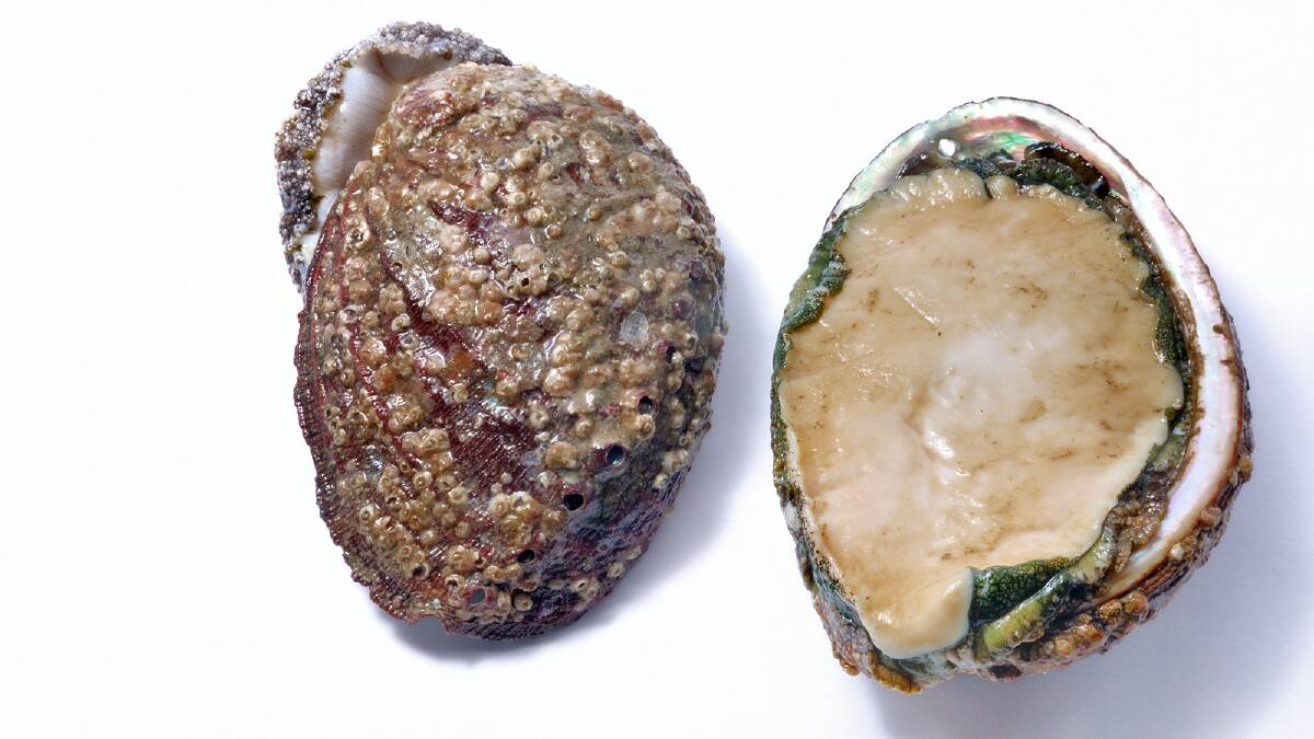 LIMITS IN PLACE: Recreational fishermen are restricted to two abalone per day.