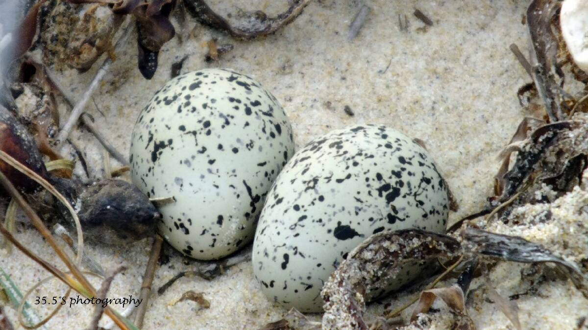 Hooded Plover eggs at Kiola. PHOTO: Robyn McTavish