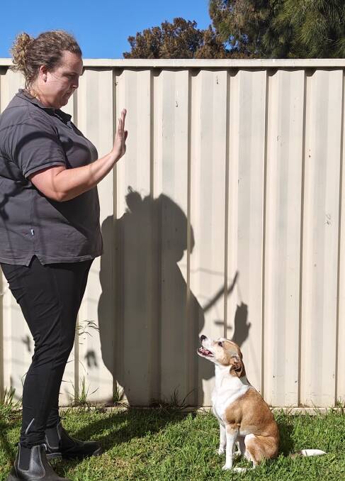 Illawarra-based pet behaviourist Alicia Robb teaching a (not so) old dog a new trick. Picture supplied