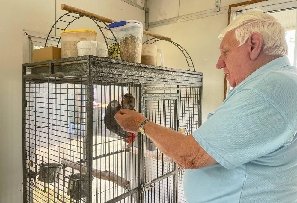 MAN'S BEST FRIEND: It takes Ray around an hour and a half each morning to feed his 80 birds, and he loves how they keep him active. Image: Grace Crivellaro. 