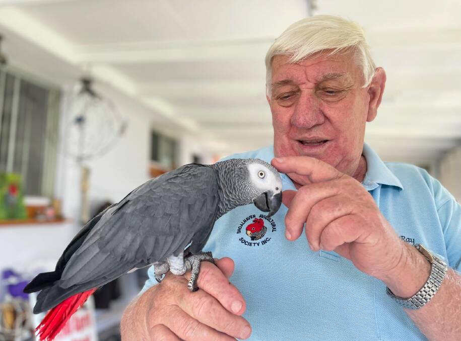 FEATHERED FRIEND: President of the Shoalhaven Avicultural Society Ray Faulds with his African grey parrot, Charlie. Image: Grace Crivellaro.