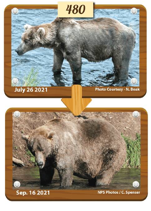 Bear 480 Otis fattened up impressively since late July. Credit: N. Boak / C. Spencer / Nps