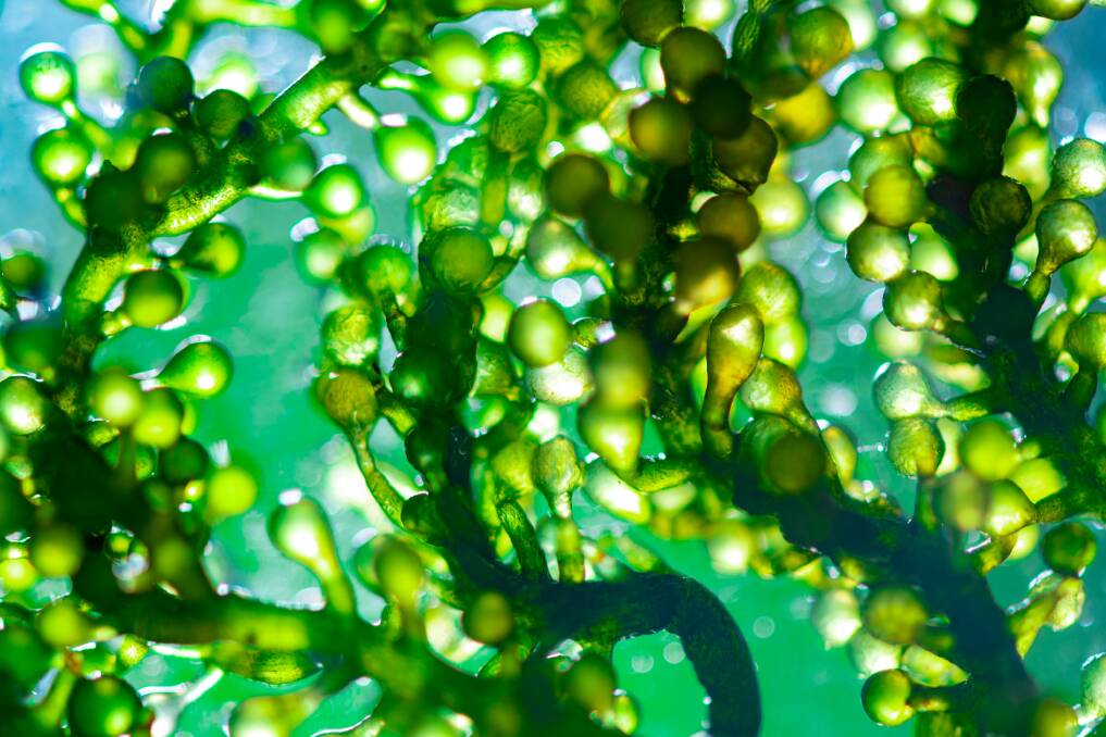 Some strains of microalgae contain more than 40 per cent protein. Picture: Shutterstock