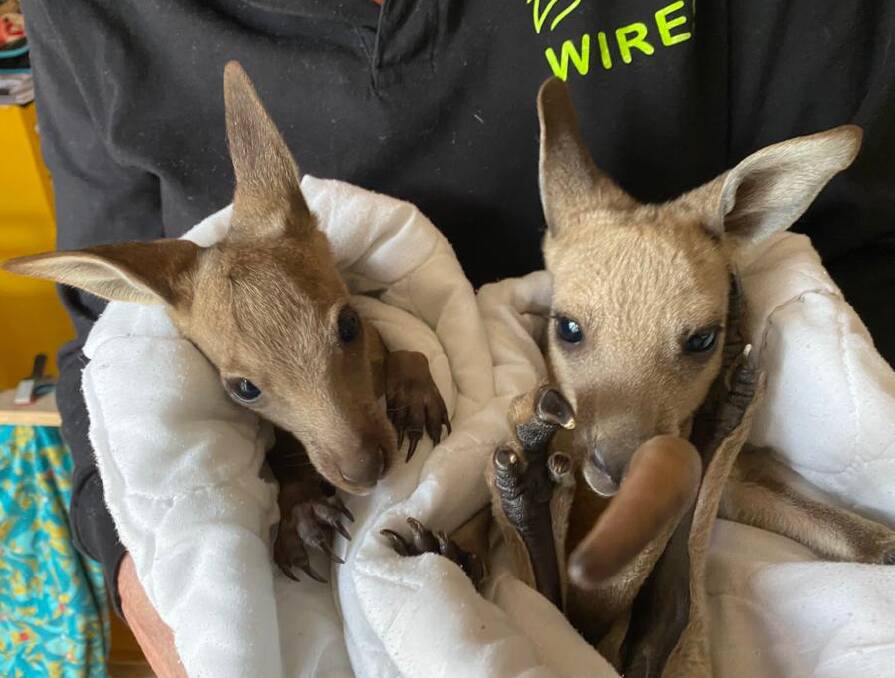 Hope (L) is being buddied up with another orphaned joey Hopper (R). The pair are said to be getting along well. Photo: WIRES. 
