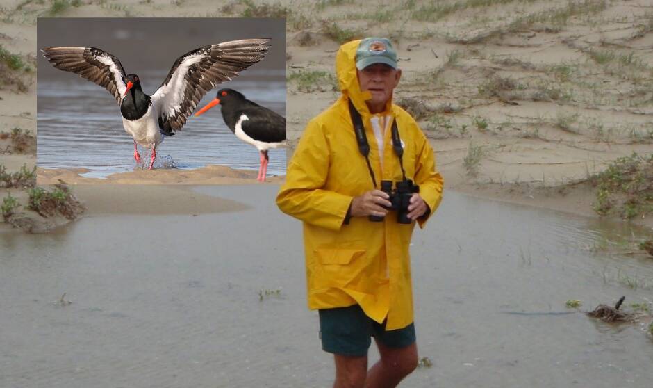 Longest serving shorebird volunteer Rex Worrell in his element. 