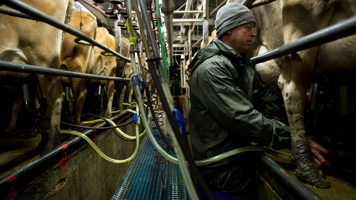 Nic Dibden milking the Tilba Dairy cows.
Picture: supplied