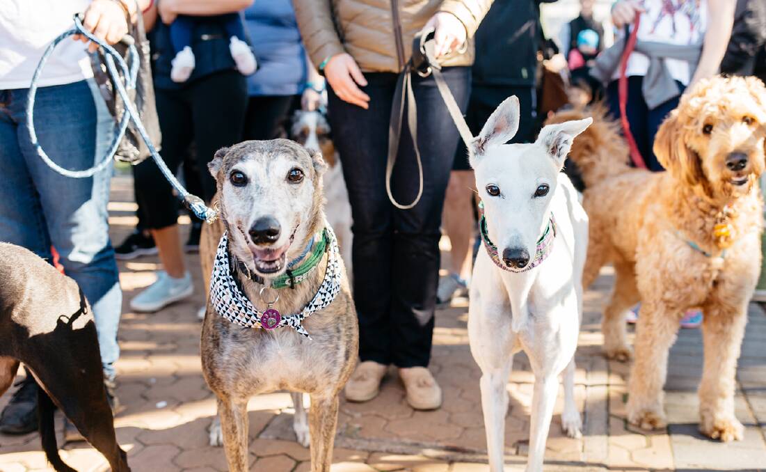 WALK FOR A CAUSE: Bring awareness to animal cruelty by taking part in this years Millon Paws Walk. Picture: RSPCA. 
