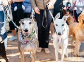 WALK FOR A CAUSE: Bring awareness to animal cruelty by taking part in this years Millon Paws Walk. Picture: RSPCA. 