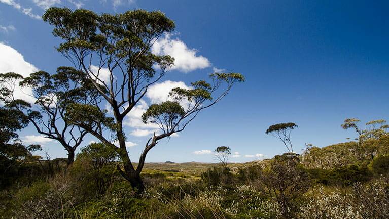 Eight-kilometre loop: Grifftiths Walking Track is takes you through Barren Grounds Nature Reserve. Picture: NSW National Parks & Wildlife Service/John Spencer