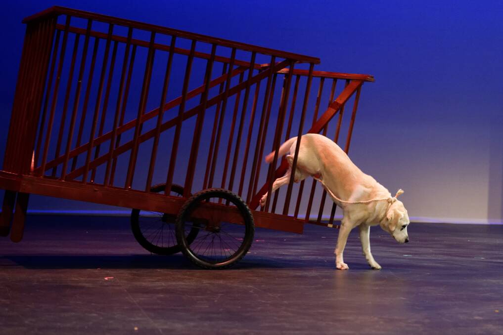 Smudge in action, making a daring escape from the dog catcher's wagon. Picture: Dennis Ross.