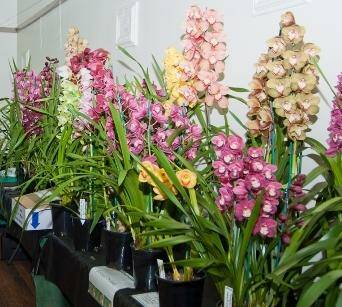 Check out the spectacular display of orchids at the Shoalhaven Orchid Society annual show. Picture: supplied