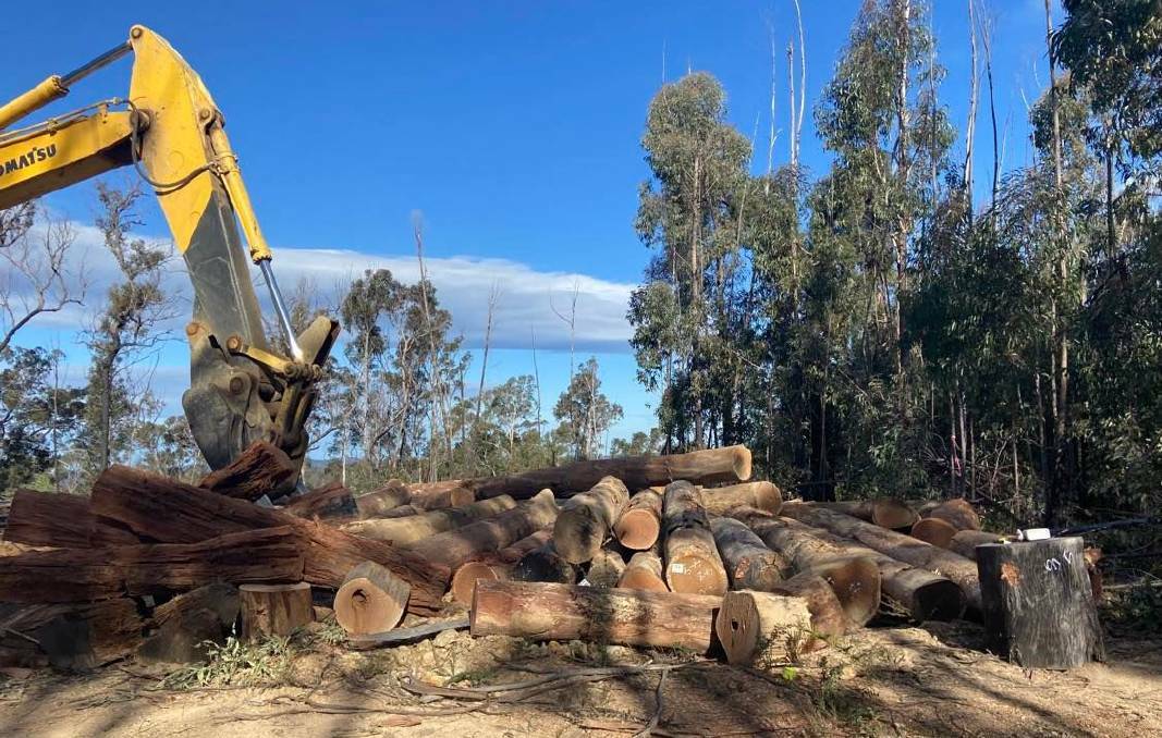 Councillor Moo D'Ath put forth a motion that council to support the rapid end to logging of public native forests in south east NSW. It was voted down on Monday, September 26. Picture from file.