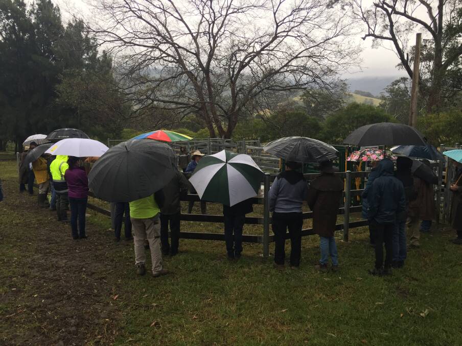 Rain didn't stop the community from seeing the bull industry in action. Picture: Supplied. 