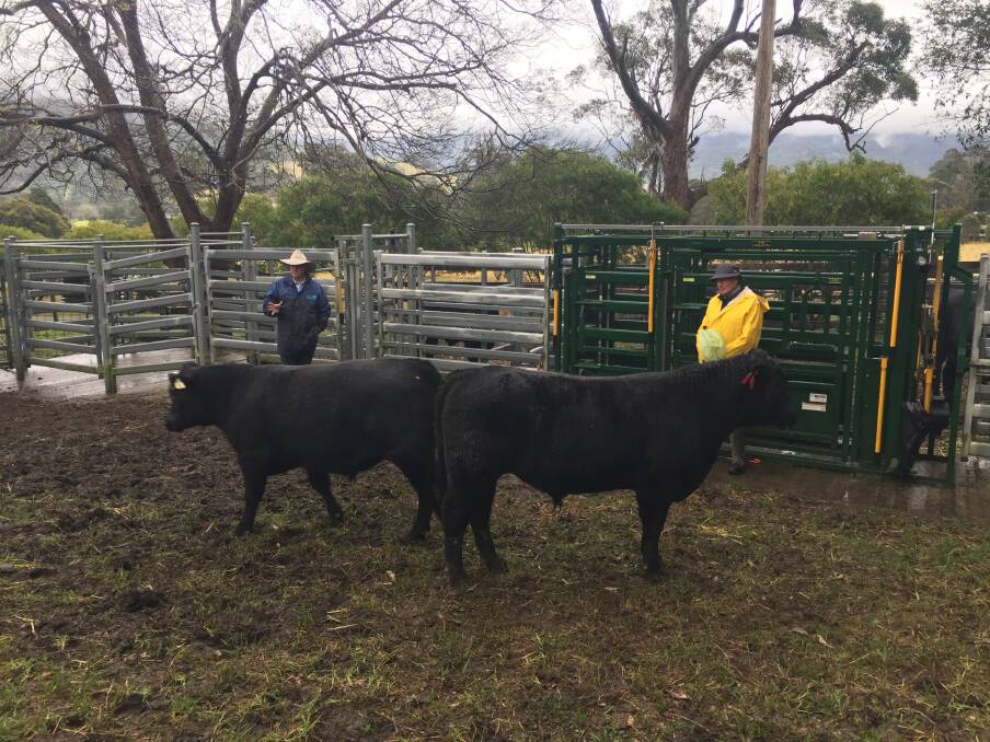 'All About Bulls' went ahead as scheduled despite weather event. Picture: Supplied. 