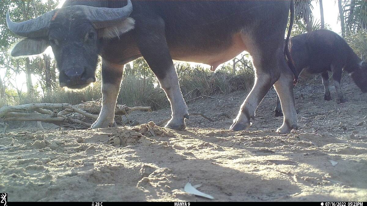 Buffalo are among the animals captured by the Manyallaluk school spy cams. Picture supplied.