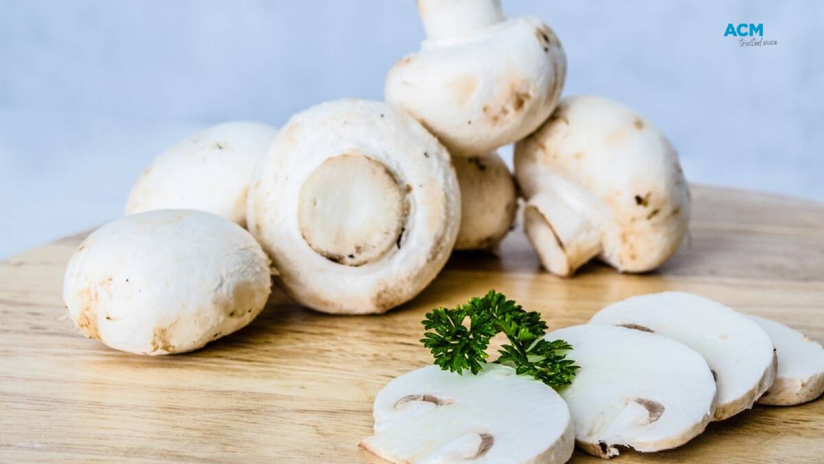 The Australian Mushroom Growers Association said it was impossible death cap mushrooms could grow in commercial operations. Picture via Canva