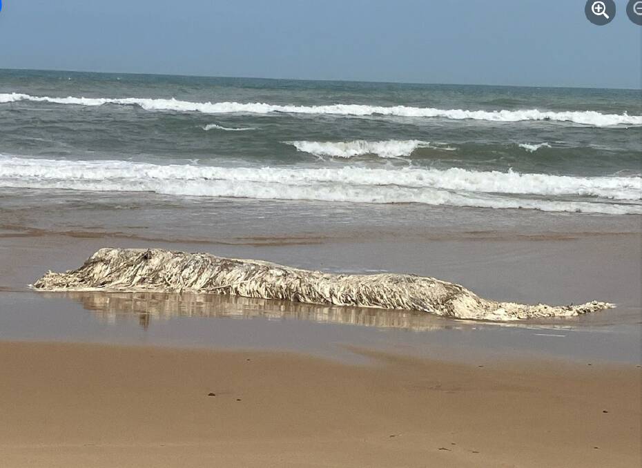 A decomposing 5 metre whale carcass near Lake Tyers in Victoria. Picture from Department of Energy, Environment and Climate Action Gippsland/Facebook. 
