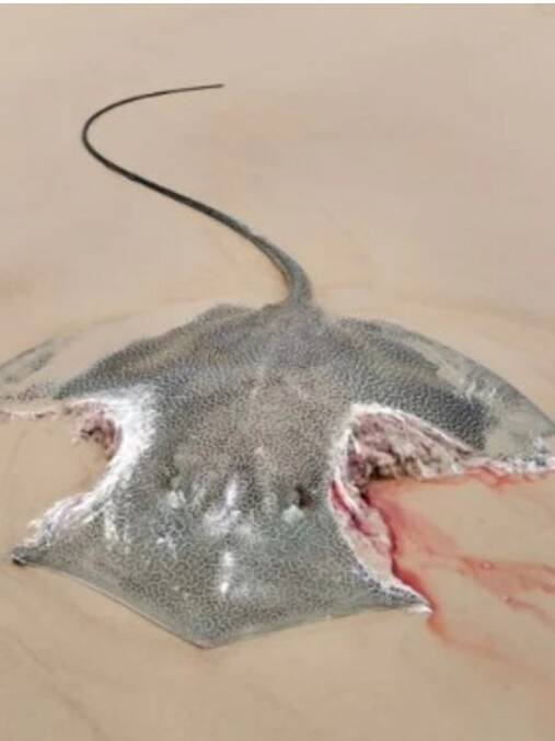 A washed up stingray on a Queensland beach with bite marks. Picture from Facebook. 
