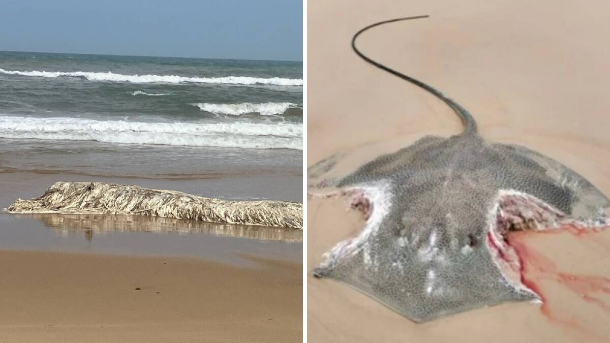 A washed up whale near Lake Tyers and a washed up stingray near K'gari beach. Pictures from Facebook. 