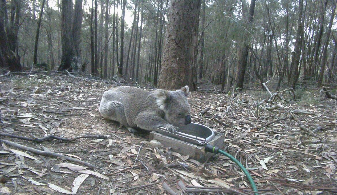 A koala was recorded drinking from an artificial water station set up in the Murrah Flora Reserve, south of Bermagui in July and August 2023. Picture supplied