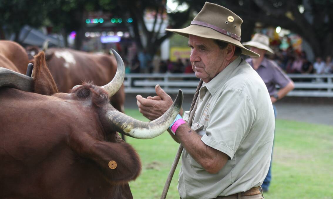Ron McKinnon looks after his bullock team during the 2024 Nowra Show. Picture by Glenn Ellard.