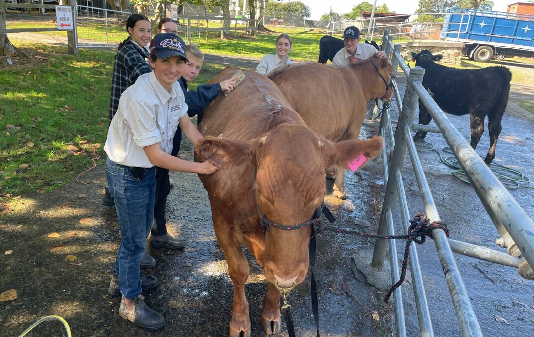 St John the Evangelist students Jim Watts, Lex Reid, Maddy Butler, Charli Butler and Benjamin Speer shampoo their cattle in readiness for them to be paraded at the Nowra Showground. Picture by Glenn Ellard.